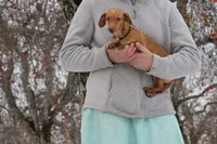 Danae, a female Miniature Dachshund for sale in Clyde, NY – Photo 2 of 4