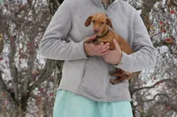 Danae, a female Miniature Dachshund for sale in Clyde, NY – Photo 1 of 4