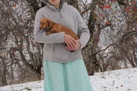 Danae, a female Miniature Dachshund for sale in Clyde, NY – Photo 4 of 4