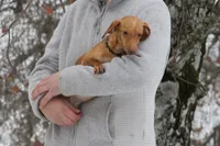 Danae, a female Miniature Dachshund for sale in Clyde, NY – Photo 3 of 4