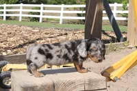 Justin, a male Miniature Dachshund for sale in Clyde, NY – 3 of 6