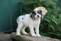 Kendra , a female Cocker Spaniel for sale in Clyde, NY – 3 of 3