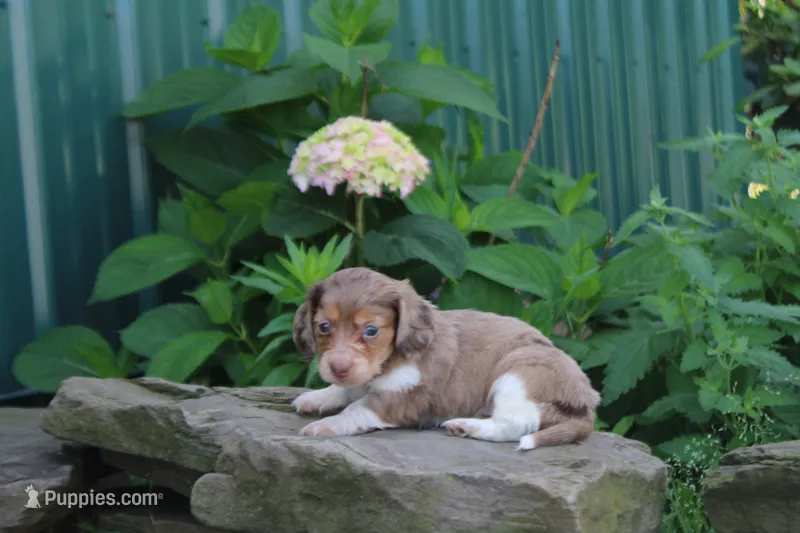 Manny – Miniature Dachshund puppy for sale in Clyde, NY