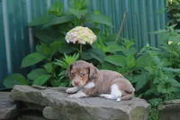 Manny, a male Miniature Dachshund for sale in Clyde, NY – 4 of 4