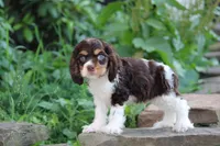 Kent, a male Cocker Spaniel for sale in Clyde, NY – 3 of 3