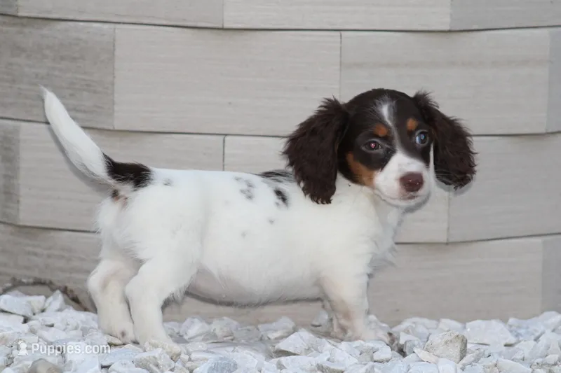 Gracie – Miniature Dachshund puppy for sale in Clyde, NY