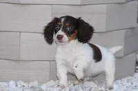 Gracie, a female Miniature Dachshund for sale in Clyde, NY – Photo 2 of 7