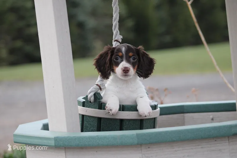 Gracie, a female Miniature Dachshund for sale in Clyde, NY – Photo 1 of 7