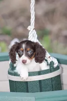 Gracie, a female Miniature Dachshund for sale in Clyde, NY – Photo 5 of 7