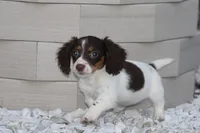 Gracie, a female Miniature Dachshund for sale in Clyde, NY – Photo 4 of 7