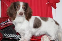 Gracie, a female Miniature Dachshund for sale in Clyde, NY – Photo 7 of 7