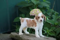 Tirza, a female Poodle - Toy  for sale in Clyde, NY – 1 of 3