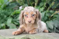 Daisy, a female Miniature Dachshund for sale in Clyde, NY – 3 of 4
