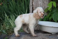 Sara, a female Cocker Spaniel for sale in Clyde, NY – 5 of 5