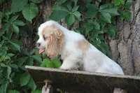 Susie, a female Cocker Spaniel for sale in Clyde, NY – 2 of 3