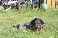Jaylon, a male Miniature Dachshund for sale in Clyde, NY – 3 of 5