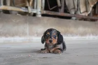 Micky, a male Miniature Dachshund for sale in Clyde, NY – 3 of 3