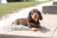 Mark, a male Miniature Dachshund for sale in Clyde, NY – 2 of 4