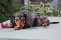 Danny, a male Miniature Dachshund for sale in Clyde, NY – 4 of 4