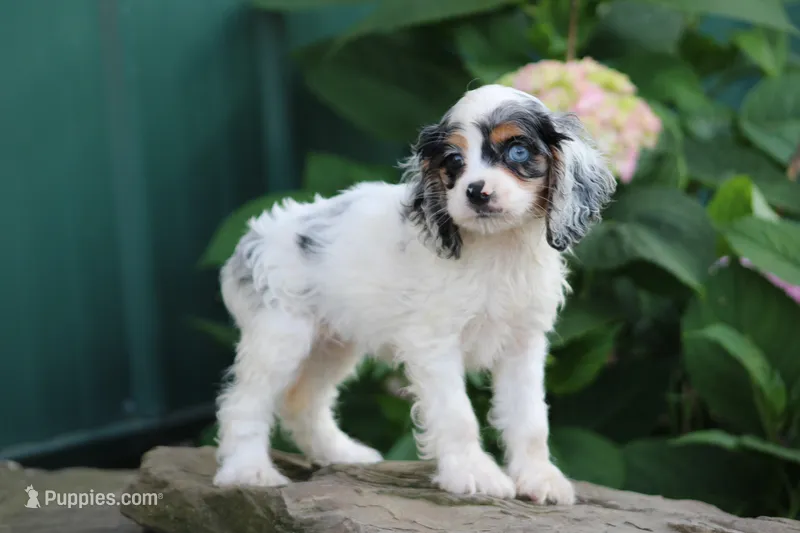Kendra  – Cocker Spaniel puppy for sale in Clyde, NY