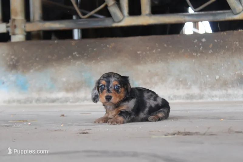 Micky – Miniature Dachshund puppy for sale in Clyde, NY