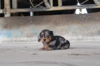 Micky, a male Miniature Dachshund for sale in Clyde, NY – 1 of 3