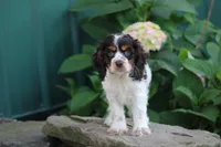 Kandy, a male Cocker Spaniel for sale in Clyde, NY – 1 of 3