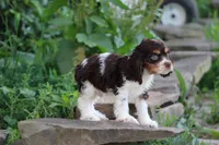 Kent, a male Cocker Spaniel for sale in Clyde, NY – 2 of 3