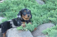 Jalisa, a female Miniature Dachshund for sale in Clyde, NY – 3 of 6