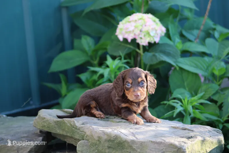 Marcus – Miniature Dachshund puppy for sale in Clyde, NY