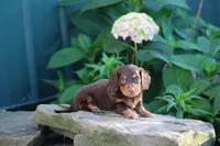 Marcus, a male Miniature Dachshund for sale in Clyde, NY – 3 of 3