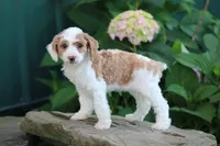 Tirza, a female Poodle - Toy  for sale in Clyde, NY – 2 of 3