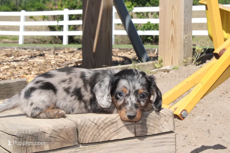 Justin – Miniature Dachshund puppy for sale in Clyde, NY