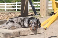 Justin, a male Miniature Dachshund for sale in Clyde, NY – 1 of 6