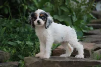 Kendra , a female Cocker Spaniel for sale in Clyde, NY – 2 of 3