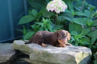 Marcus, a male Miniature Dachshund for sale in Clyde, NY – 2 of 3