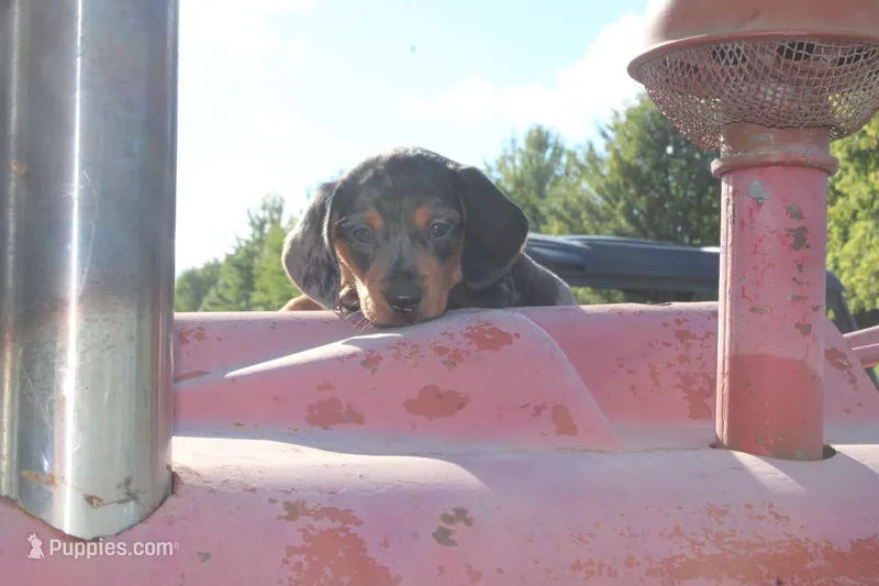 Tanner – Miniature Dachshund puppy for sale in Clyde, NY