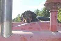 Tanner, a male Miniature Dachshund for sale in Clyde, NY – 4 of 4