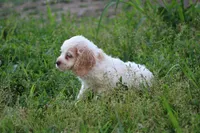 Kerry, a male Cocker Spaniel for sale in Clyde, NY – 3 of 3