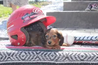 Jorden, a male Miniature Dachshund for sale in Clyde, NY – 2 of 6