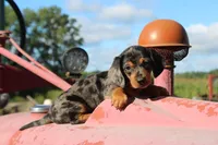 Tanner, a male Miniature Dachshund for sale in Clyde, NY – 1 of 4