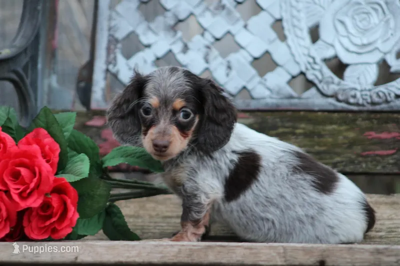 April – Miniature Dachshund puppy for sale in Clyde, NY