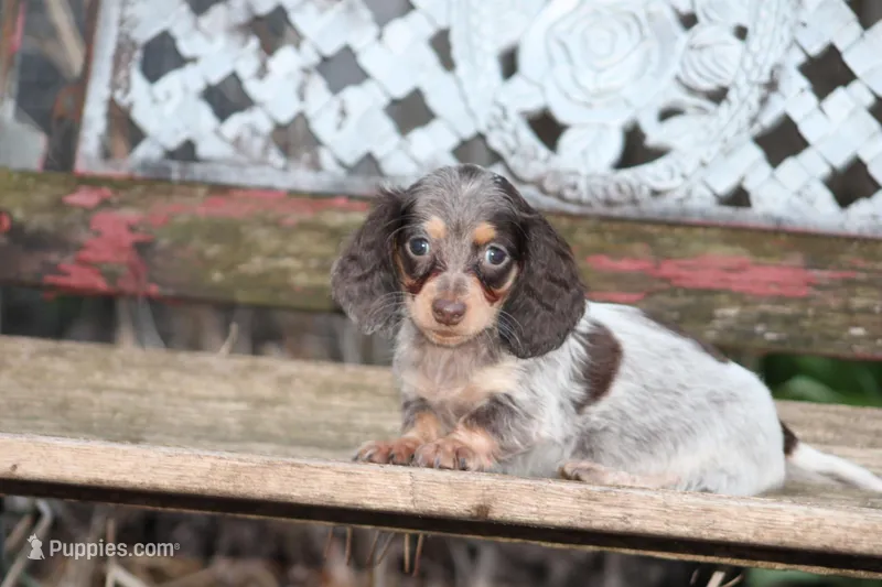 April – Miniature Dachshund puppy for sale in Clyde, NY
