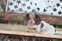 April, a female Miniature Dachshund for sale in Clyde, NY – Photo 1 of 7