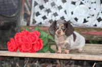 April, a female Miniature Dachshund for sale in Clyde, NY – Photo 3 of 7
