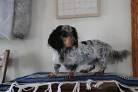 April, a female Miniature Dachshund for sale in Clyde, NY – Photo 6 of 7