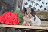 April, a female Miniature Dachshund for sale in Clyde, NY – Photo 5 of 7
