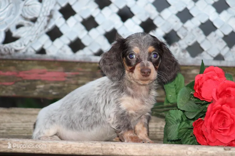 April – Miniature Dachshund puppy for sale in Clyde, NY
