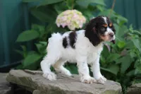 Kandy, a male Cocker Spaniel for sale in Clyde, NY – 2 of 3
