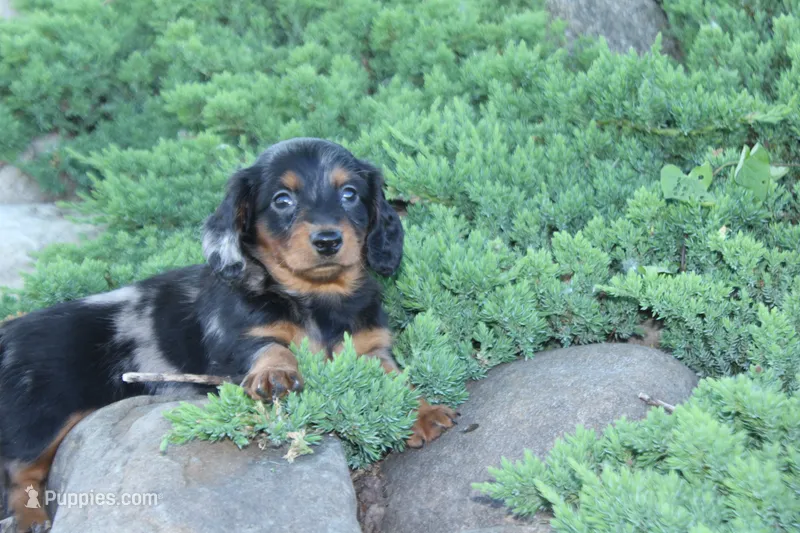 Jalisa – Miniature Dachshund puppy for sale in Clyde, NY